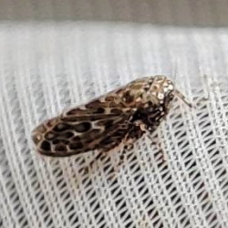Recilia horvathi